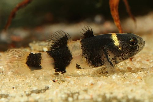 Brachygobius doriae